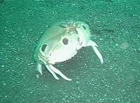 カラッパ