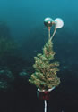 クリスマスツリー